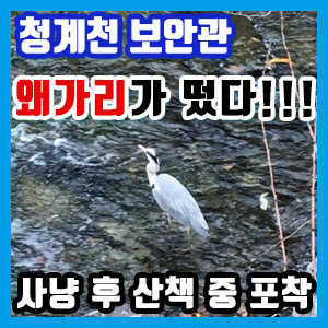 청계천 보안관 왜가리 발견!!! 사진 찍었어요