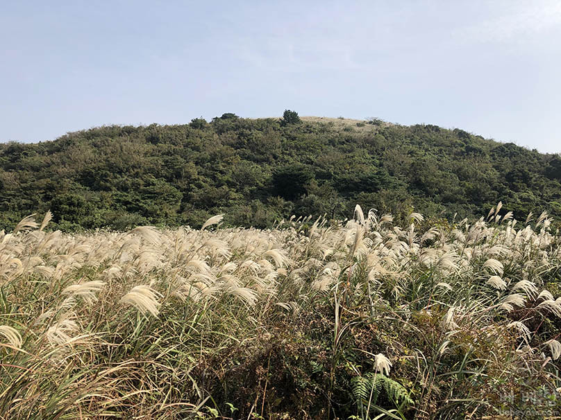 [뚜벅이 여행기39] 제주 아끈다랑쉬오름 후기 – 오름을 뒤덮은 억새들의 향연